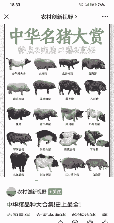 猪的质量是什么