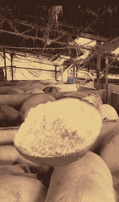 喂猪玉米用什么品种