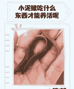 野生泥鳅靠吃什么