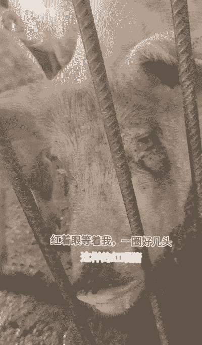 猪为什么红眼睛