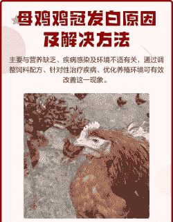 鸡冠白色什么原因