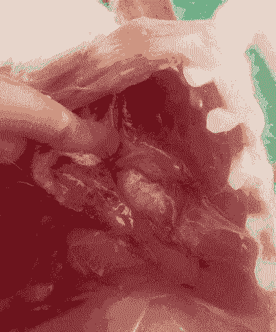 羊肺部坏了什么病