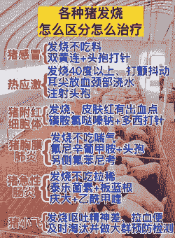 猪怀孕感冒使用什么