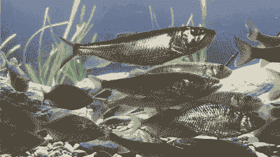 什么鱼养殖前景最好