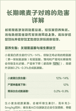 小麦对鸡有什么