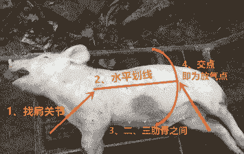 母猪为什么会胀气