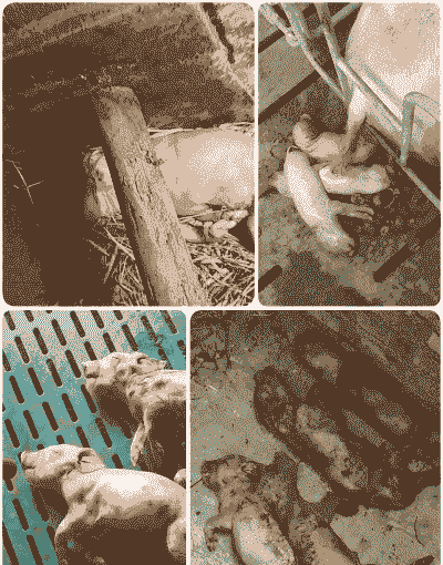 母猪产后多久死胎