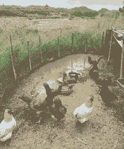 什么地方养鸡多