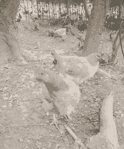 浙江农村养什么好