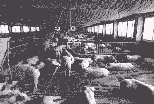 猪适合什么环境养殖