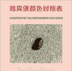 蛋鸡粪便正常什么颜色