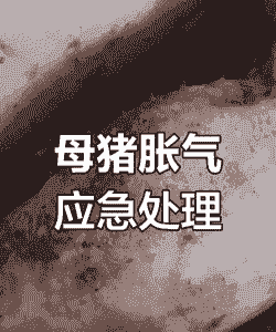 母猪产后肠胀气