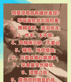 鸡主要预防什么疾病