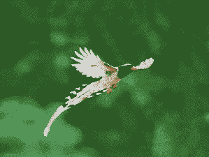 红嘴蓝鹊什么价