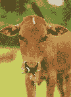 江西有什么牛种