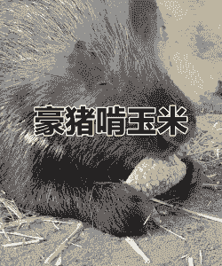 猪吃什么玉米好