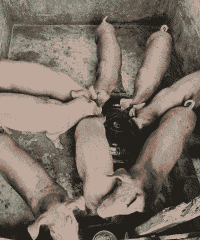 喂什么仔猪能够红皮