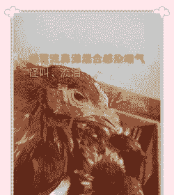 鸡感冒是什么病毒