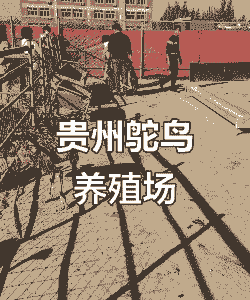 贵州毕节养殖什么可以