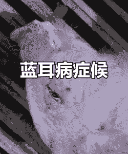 仔猪身上发蓝什么病