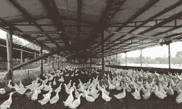 养鸭棚还能养什么