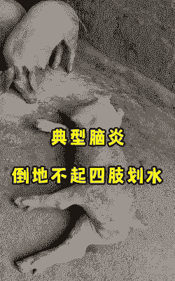 小猪为什么得脑炎