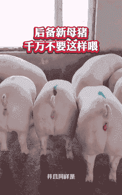 后备猪什么意思