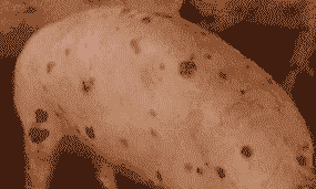 小猪圆环病是什么