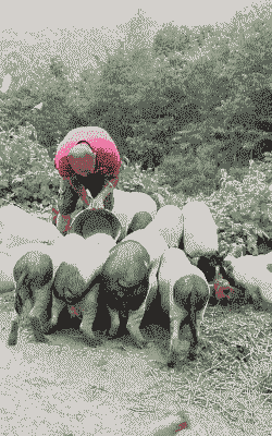 农户什么饲料喂猪最好