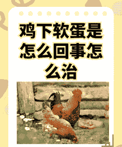 为什么鸡子下软蛋