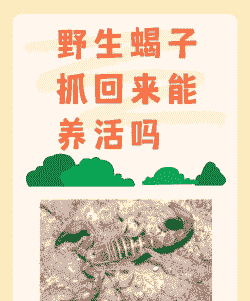 蝎子到什么季节才有