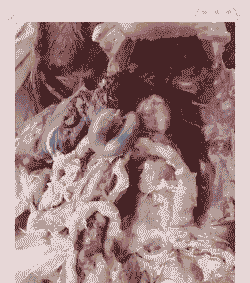 鸡ib是什么病毒