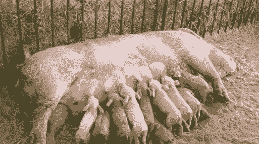 母猪产后食欲很好