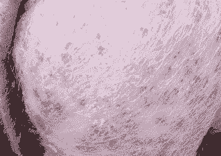 猪身上为什么会有脓包