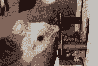 为什么小鸡要断喙