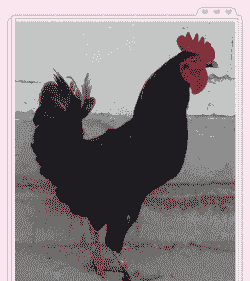 鸡脚黑色的是什么品种