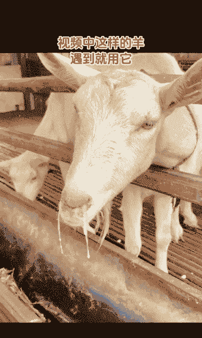 羔羊受凉会引起什么病