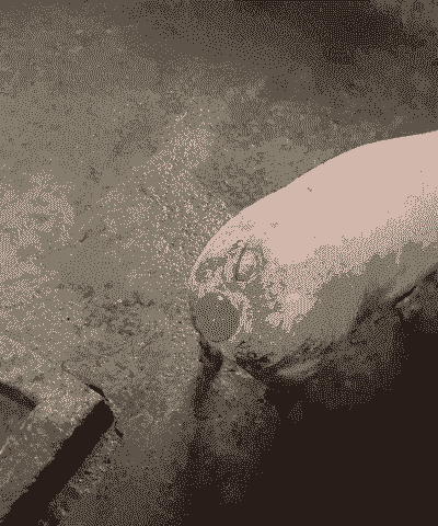 小猪脱肛是什么引起的