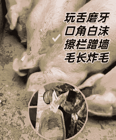 母猪产后怎么驱虫