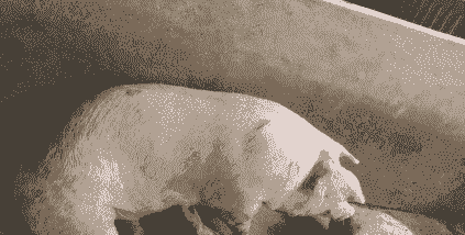 猪疫苗过量有什么反应