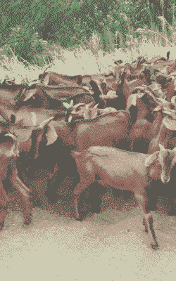 安徽养什么品种羊好