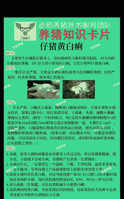 仔猪黄痢为什么水肿
