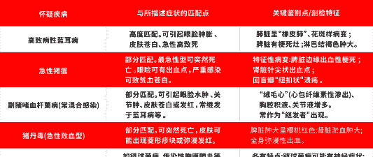 猪耳尖烂了是什么病