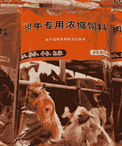 小肉牛适合喂什么料