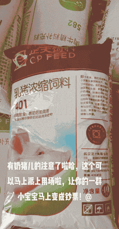 什么是乳猪浓缩料