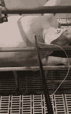 小猪高烧配什么药打针