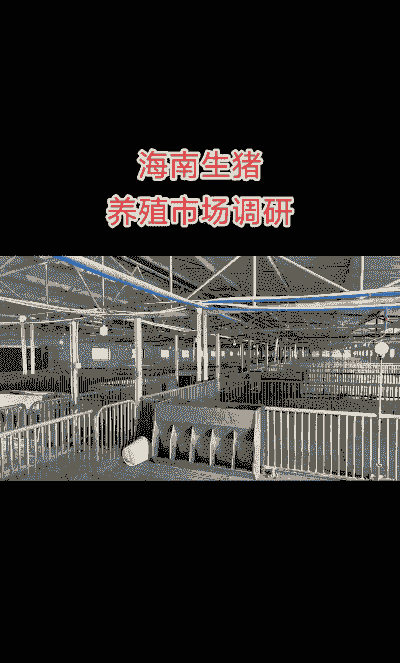 海南为什么生猪养殖少