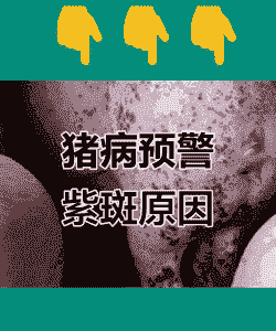 猪身上为什么有紫斑