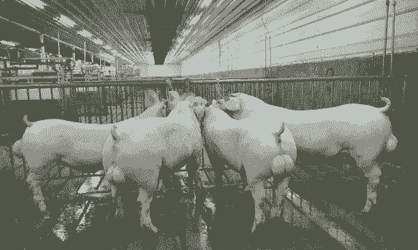 长白猪配什么公猪好