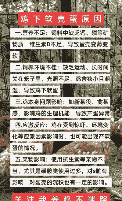 鸡为什么下软皮鸡蛋